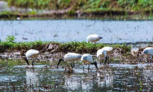 അരിവാൾക്കൊക്കന്മാ​ർ