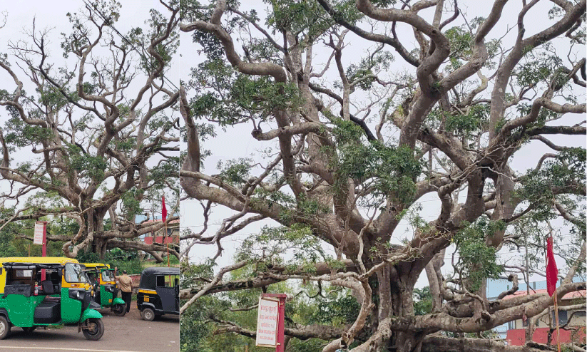 നാടിന് തണലേകിയ മുത്തശ്ശിമരം ഓർമയാകുന്നു