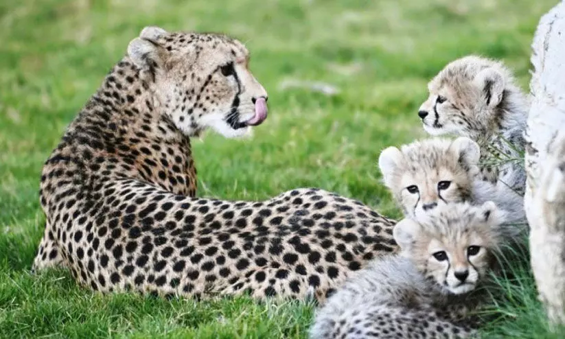 cheetah cubs