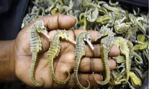 സിം​ഗ​പ്പൂ​രി​ലേ​ക്ക് ക​ട​ത്താ​ൻ ശ്ര​മി​ച്ച ക​ട​ൽ​ക്കു​തി​ര​ക​ളു​മാ​യി മൂ​ന്ന് പേർ അ​റ​സ്റ്റി​ൽ