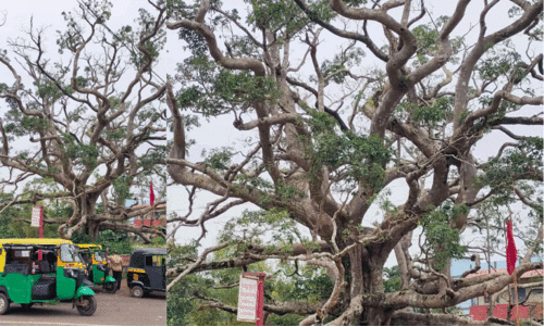 നാടിന് തണലേകിയ മുത്തശ്ശിമരം ഓർമയാകുന്നു