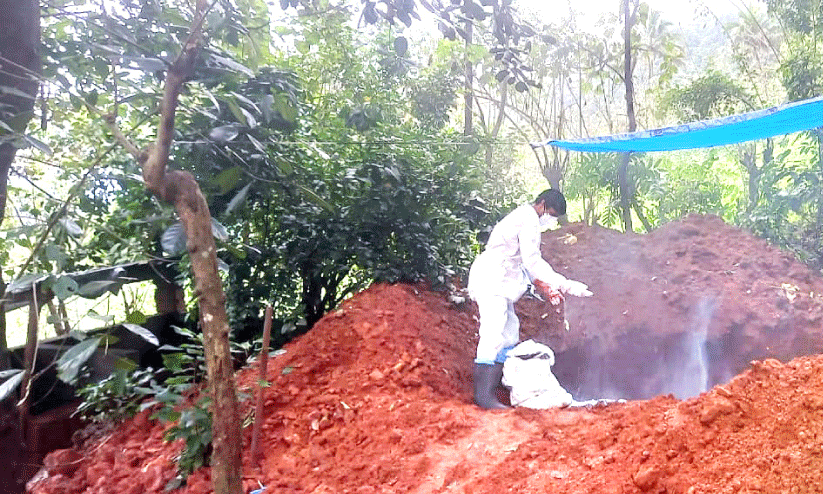 ആഫ്രിക്കൻ പന്നിപ്പനി; 50 പന്നികളെ കൊന്നൊടുക്കി