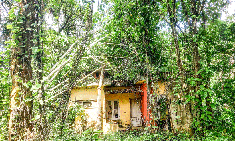 കെ.ഐ.പി വളപ്പിലെ ‘അപകട’ മരങ്ങൾ മുറിക്കും