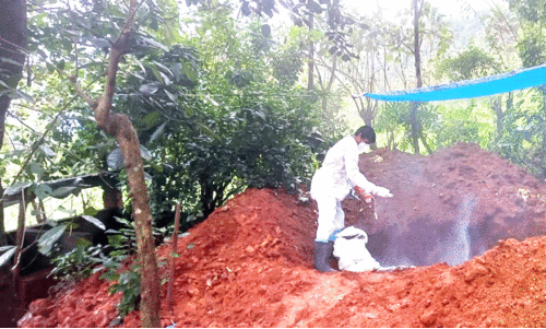 ആഫ്രിക്കൻ പന്നിപ്പനി; 50 പന്നികളെ കൊന്നൊടുക്കി