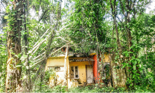 കെ.ഐ.പി വളപ്പിലെ ‘അപകട’ മരങ്ങൾ മുറിക്കും