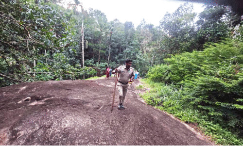 ആഴാംകുളം ഭാഗത്ത് കടുവയിറങ്ങിയെന്ന്​; പൊലീസും വനംവകുപ്പും തിരച്ചില്‍ ആരംഭിച്ചു