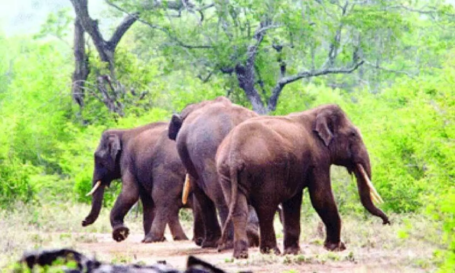 ക്രാഷ് ഗാർഡ് റോപ് വേലി അശാസ്​ത്രീയം: ആനകളെ തടയാനായില്ല; നി​ർ​മാ​ണ​ത്തി​ൽ വ​ൻ ക്ര​മ​ക്കേ​ട്​