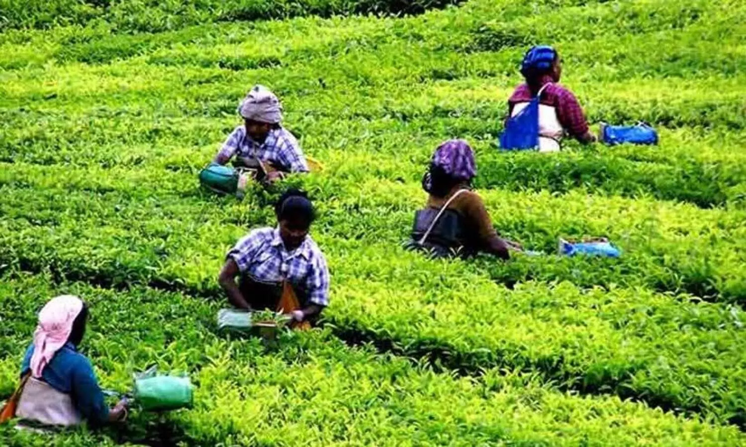 തോട്ടം തൊഴിലാളികൾക്ക്​ ‘ക്ഷീരലയം’ പദ്ധതി
