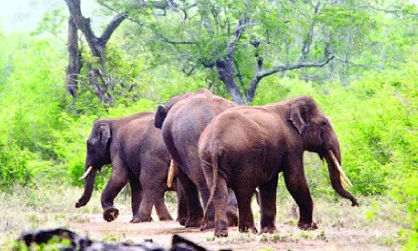 ക്രാഷ് ഗാർഡ് റോപ് വേലി അശാസ്​ത്രീയം: ആനകളെ തടയാനായില്ല; നി​ർ​മാ​ണ​ത്തി​ൽ വ​ൻ ക്ര​മ​ക്കേ​ട്​