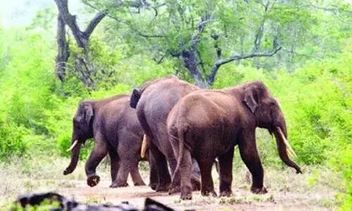 ക്രാഷ് ഗാർഡ് റോപ് വേലി അശാസ്​ത്രീയം: ആനകളെ തടയാനായില്ല; നി​ർ​മാ​ണ​ത്തി​ൽ വ​ൻ ക്ര​മ​ക്കേ​ട്​