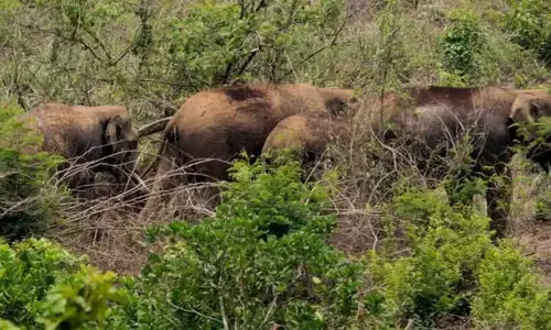 വികസനത്തിനായി ആനകളുടെ ആവാസ മേഖലകൾവരെ കൈയടക്കിയെന്ന് റിപ്പോർട്ട്