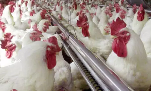 ഉൽപാദനം കൂടി; കോഴിയിറച്ചി വില താഴേക്ക്