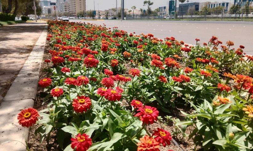 മനോഹരമീ നഗരം; 60ലക്ഷം ചെടികൾ നട്ടുവളർത്തി അബൂദബി മുനിസിപാലിറ്റി മനോഹരമീ നഗരം; 60ലക്ഷം ചെടികൾ നട്ടുവളർത്തി അബൂദബി മുനിസിപാലിറ്റി