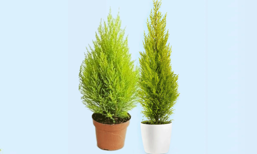 ഗോൾഡൻ സൈപ്രസ് ഗോൾഡൻ സൈപ്രസ്