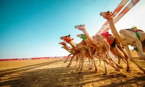 ത്വാ​ഇ​ഫി​ൽ ​ക്രൗ​ൺ പ്രി​ൻ​സ്​ ഒ​ട്ട​ക​മേ​ള ആ​രം​ഭി​ച്ചു