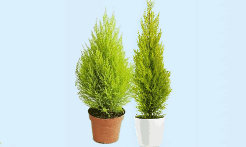 ഗോ​ൾ​ഡ​ൻ സൈ​പ്ര​സ്​