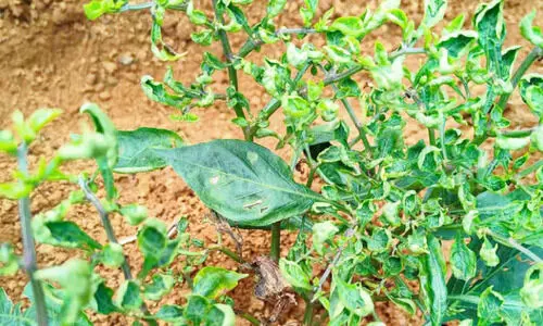 മുളക് മുളക്