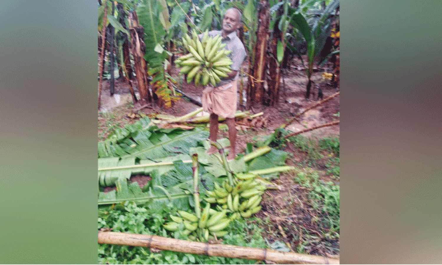 ബിസിനസിൽ തളർന്നു, മണ്ണിൽ വളർന്നു somarajan