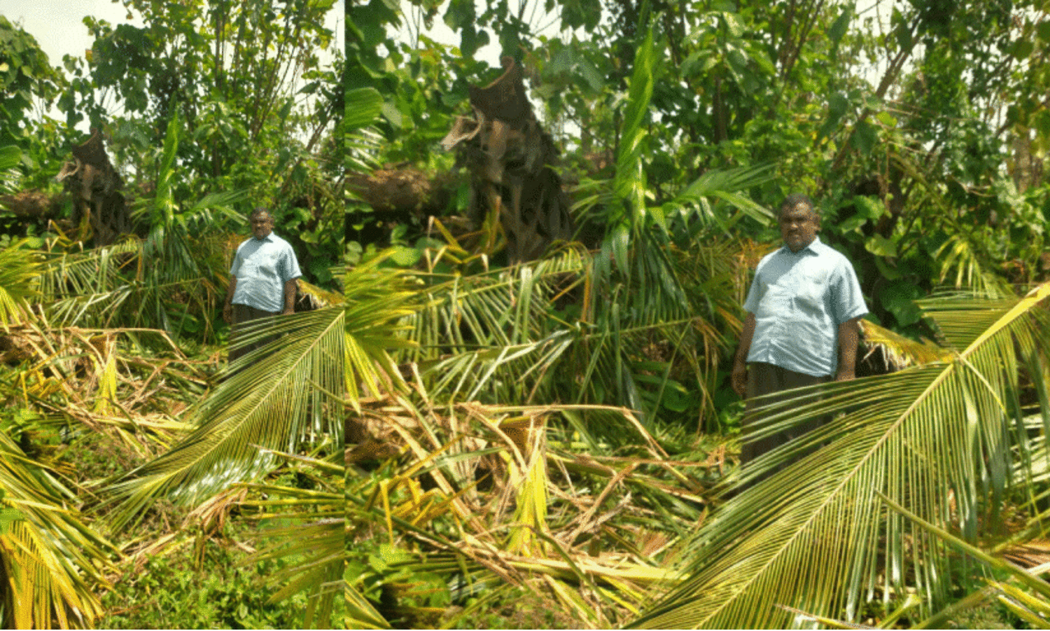 വെ​ള്ളാ​രം​ക​ട​വി​ൽ കാ​ട്ടാ​ന ശ​ല്യം രൂക്ഷം; നാ​ട്ടു​കാ​ർ ഭീ​തി​യി​ൽ