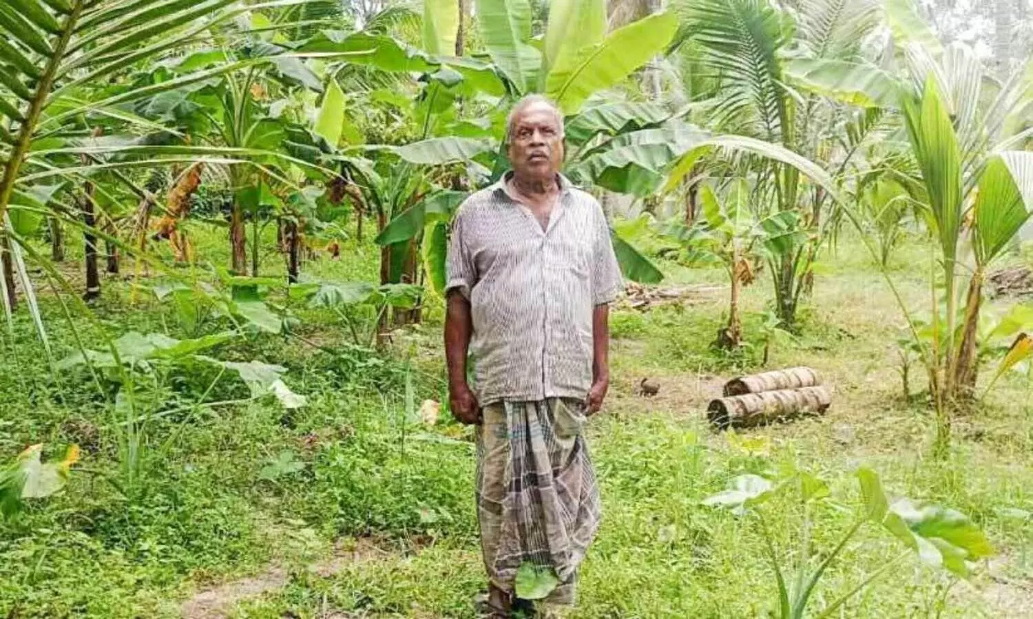 pigs destroyed farms