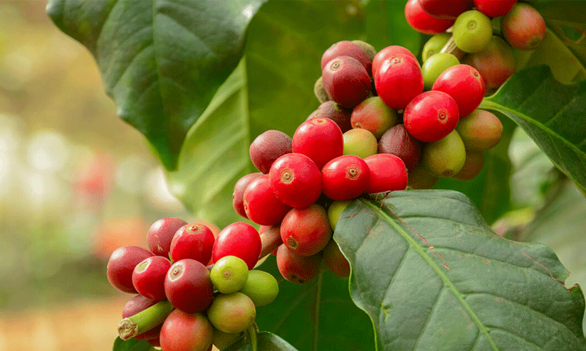 coffee plant