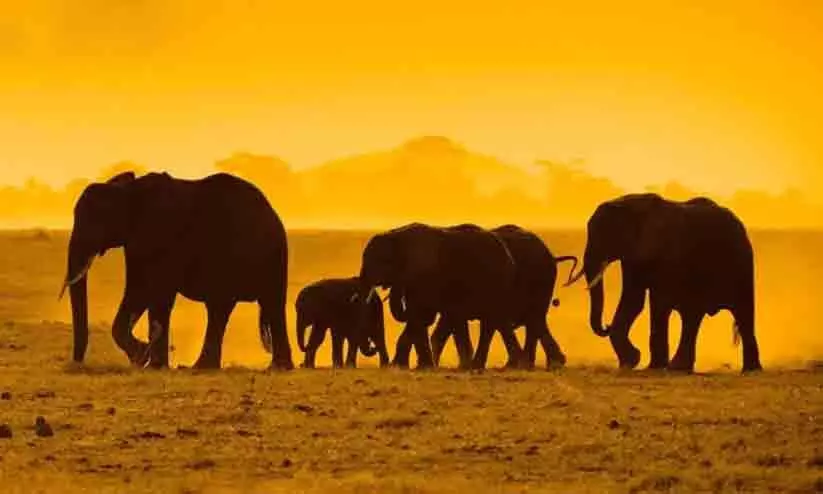 World Elephant Day World Elephant Day