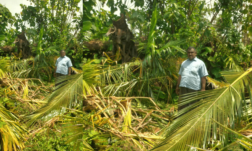 വെ​ള്ളാ​രം​ക​ട​വി​ൽ കാ​ട്ടാ​ന ശ​ല്യം രൂക്ഷം; നാ​ട്ടു​കാ​ർ ഭീ​തി​യി​ൽ