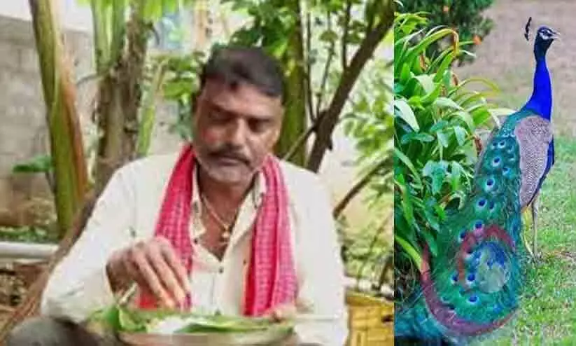 peacock curry peacock curry