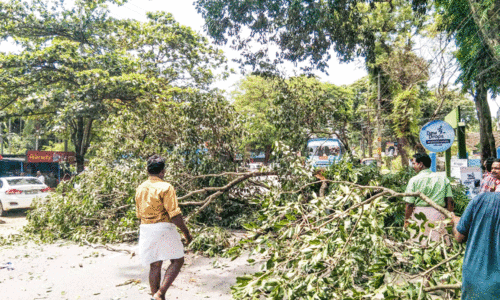പത്താംകല്ലിൽ റോഡിൽ മരക്കൊമ്പ് വീണു
