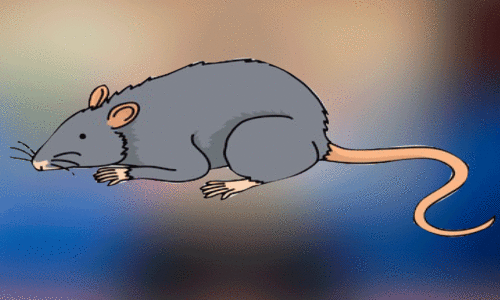 rat