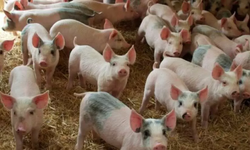 ആഫ്രിക്കൻ പന്നിപ്പനി; മൂന്നുവർഷത്തിനിടെ കൊന്നത് 930 പന്നികളെ