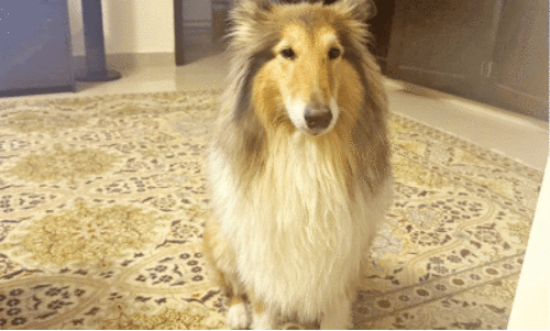 Ruff Collie breed dog