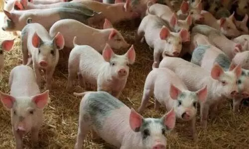 ആഫ്രിക്കൻ പന്നിപ്പനി; മൂന്നുവർഷത്തിനിടെ കൊന്നത് 930 പന്നികളെ