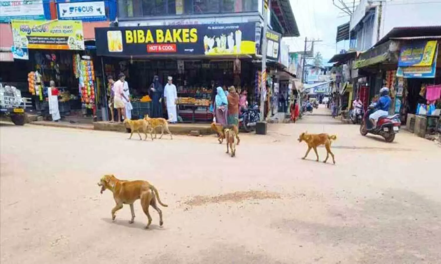 തെ​രു​വു​ക​ൾ കീ​ഴ​ട​ക്കി നാ​യ്ക്ക​ൾ