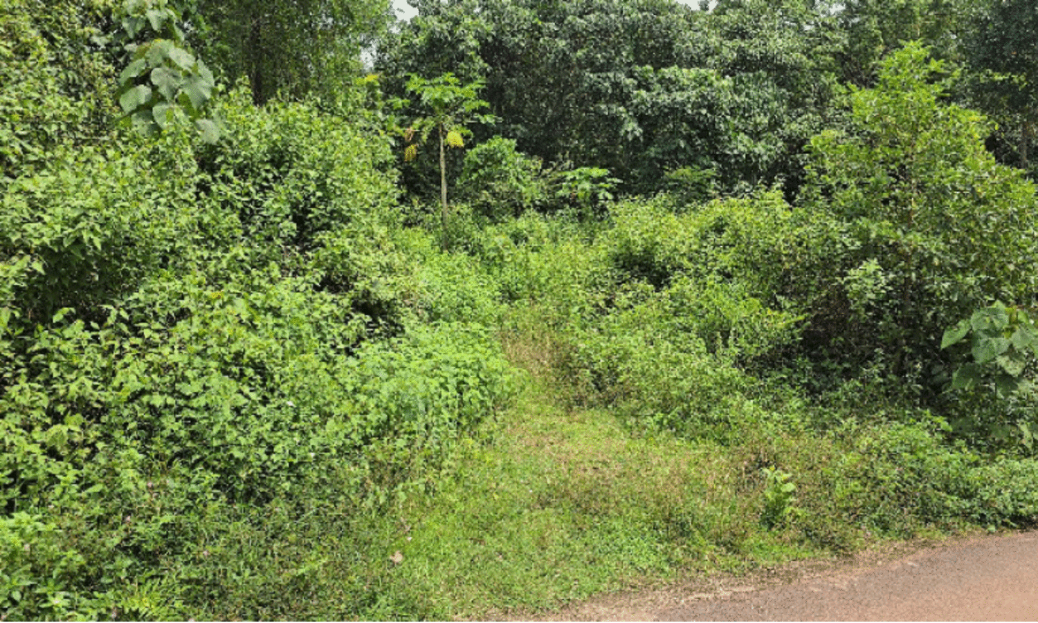 ഇനാമൽ ഫാക്ടറി ഭൂമി കാടുകയറി നശിക്കുന്നു