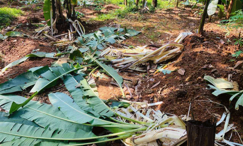 കച്ചേരിക്കടവിൽ കാട്ടാന കൃഷി നശിപ്പിച്ചു കച്ചേരിക്കടവിൽ കാട്ടാന കൃഷി നശിപ്പിച്ചു