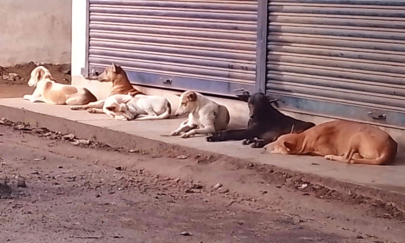 പുന്നയൂർക്കുളം മേഖലയിൽ തെരുവുനായ് ശല്യം രൂക്ഷം പുന്നയൂർക്കുളം മേഖലയിൽ തെരുവുനായ് ശല്യം രൂക്ഷം