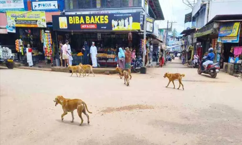 തെ​രു​വു​ക​ൾ കീ​ഴ​ട​ക്കി നാ​യ്ക്ക​ൾ