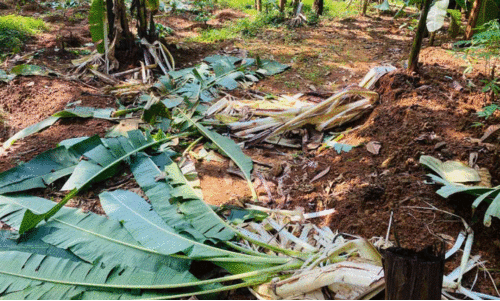 കച്ചേരിക്കടവിൽ കാട്ടാന കൃഷി നശിപ്പിച്ചു