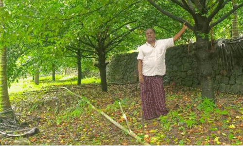 പടവെട്ടിയത് മണ്ണിനോട്; അഗസ്റ്റിനെ തേടി അംഗീകാരമെത്തി പടവെട്ടിയത് മണ്ണിനോട്; അഗസ്റ്റിനെ തേടി അംഗീകാരമെത്തി