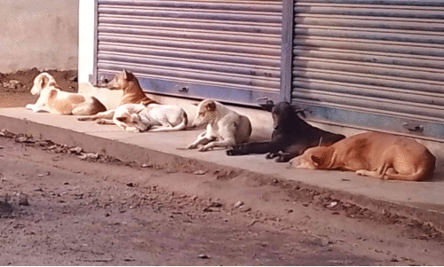 പുന്നയൂർക്കുളം മേഖലയിൽ തെരുവുനായ് ശല്യം രൂക്ഷം പുന്നയൂർക്കുളം മേഖലയിൽ തെരുവുനായ് ശല്യം രൂക്ഷം