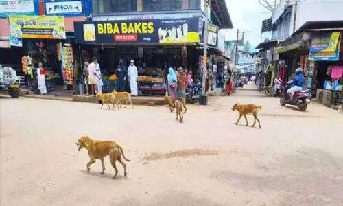 തെ​രു​വു​ക​ൾ കീ​ഴ​ട​ക്കി നാ​യ്ക്ക​ൾ
