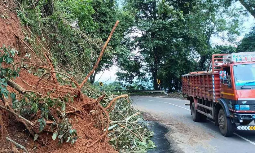 soil and trees that fell on the road were removed soil and trees that fell on the road were removed