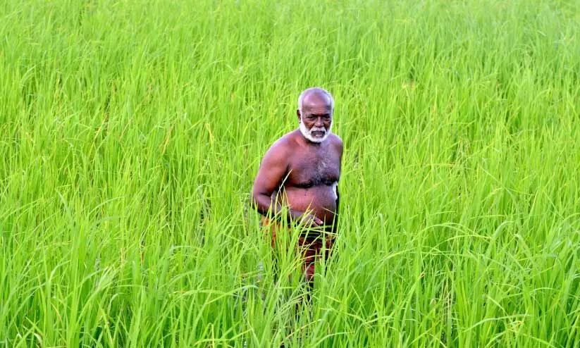 കർഷക പ്രതീക്ഷകൾ വാനോളം കർഷക പ്രതീക്ഷകൾ വാനോളം