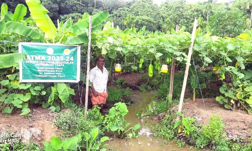 ശേ​ഖ​ര​ൻ കൃ​ഷി​ത്തോ​ട്ട​ത്തി​ൽ