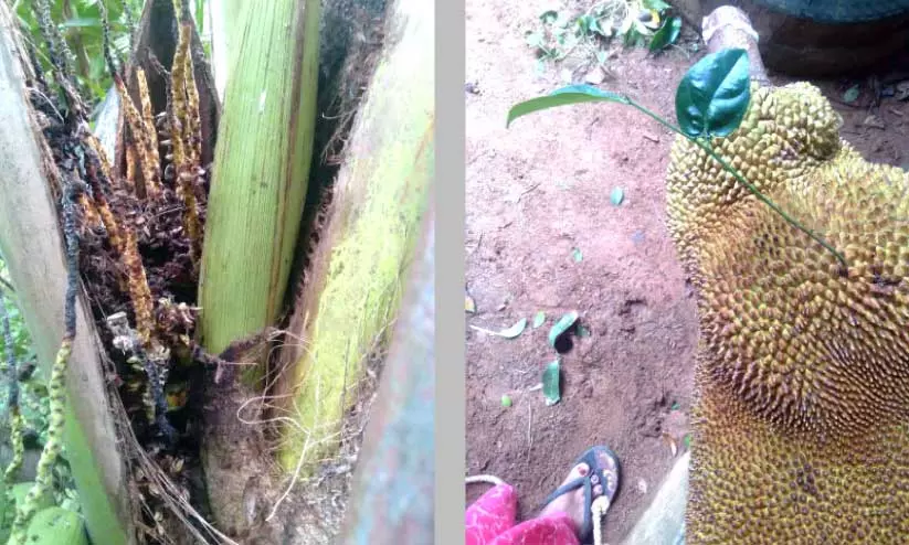 ഇ​ര​ട്ട ചൊ​ട്ട​യി​ട്ട തെ​ങ്ങ്, ച​ക്ക​ക്കു​ള്ളി​ൽ നി​ന്ന് തൈ​മു​ള​ച്ച് പു​റ​ത്തേ​ക്ക് വ​ന്നി​രി​ക്കു​ന്നു