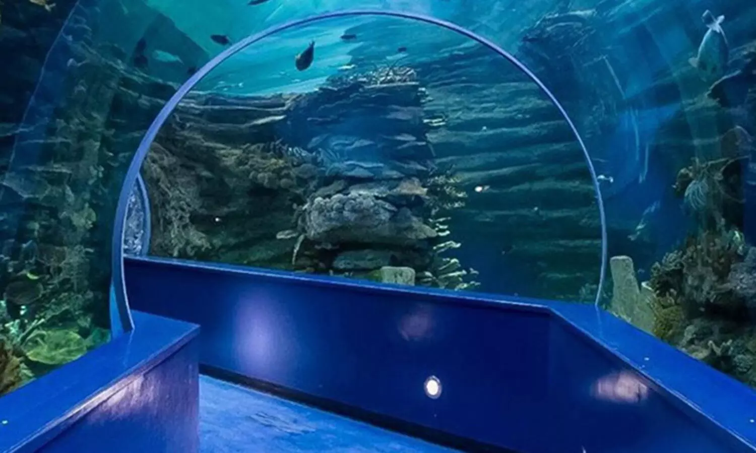 ക​ട​ലാ​ഴ​ങ്ങ​ളെ ക​ട​ഞ്ഞെ​ടു​ത്ത മ​ത്സ്യ​ങ്ങ​ൾ