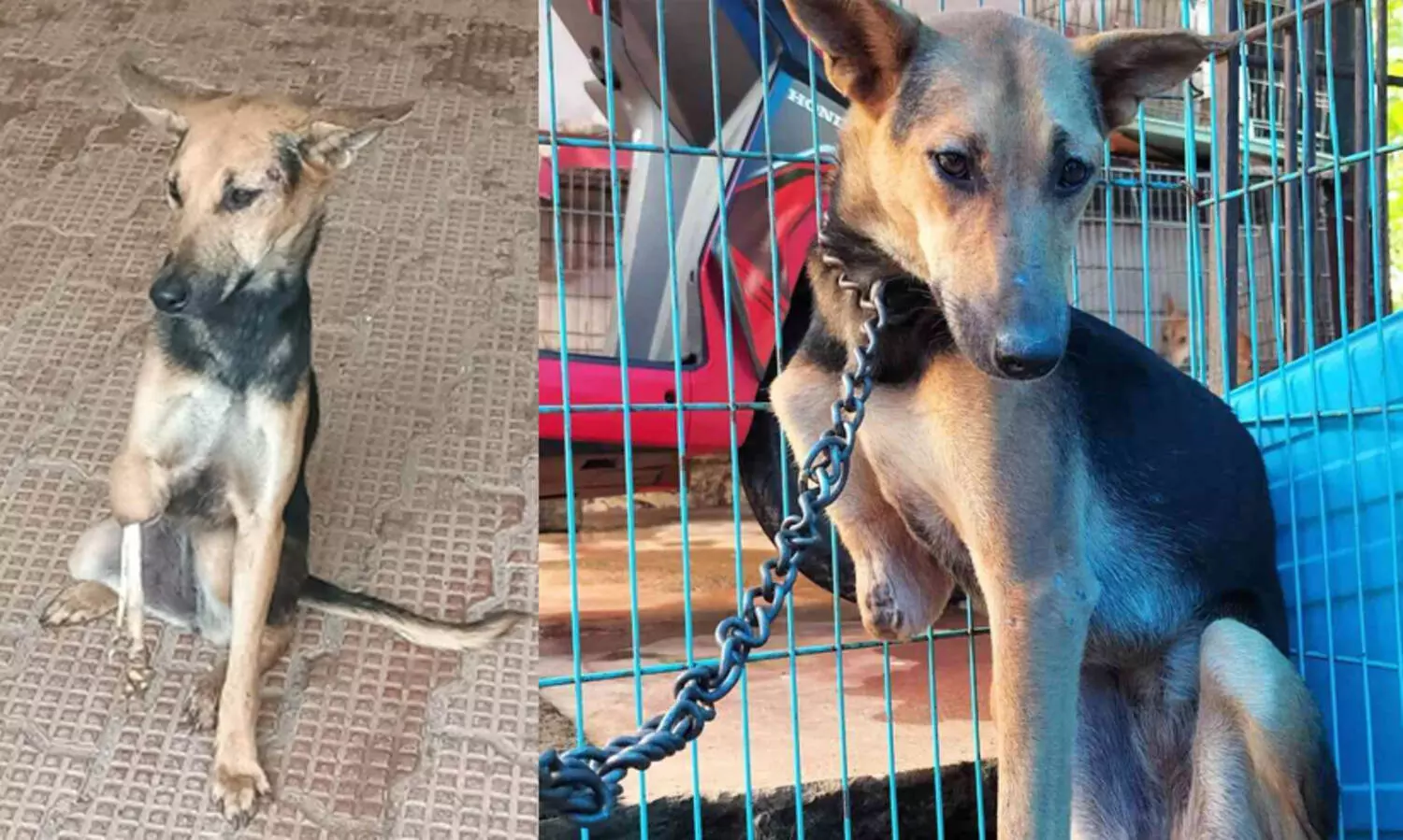 വേദനകളുടെ ലോകത്ത് നിന്നും അവന് മോചനം; കാല്‍ മുറിച്ച് ശസ്ത്രക്രിയ നടത്തിയ നായ വീണ്ടും നെടുങ്കണ്ടത്തേക്ക്