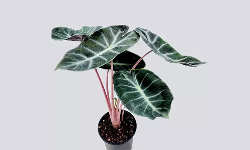 Pink Dragon Pink Dragon