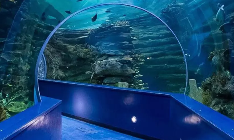 കടലാഴങ്ങളെ കടഞ്ഞെടുത്ത മത്സ്യങ്ങൾ കടലാഴങ്ങളെ കടഞ്ഞെടുത്ത മത്സ്യങ്ങൾ